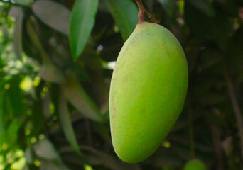 selective image of a fresh green mango hanging on a mango tree branch in garden, selective focus
