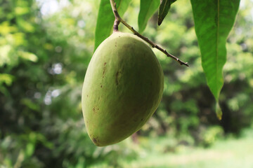 selective image of a fresh green mango hanging on a mango tree branch in garden, selective focus
