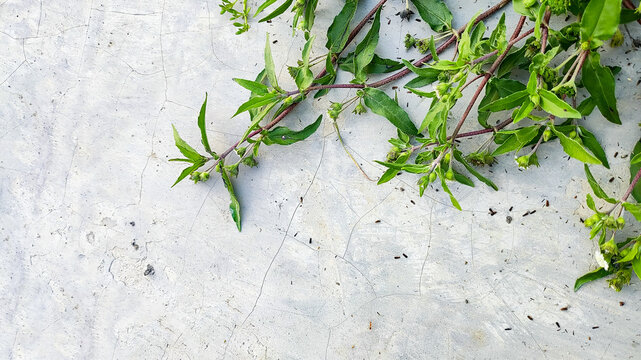 Urang-aring (Eclipta prostrata) that creeps on concrete. Urang-aring is useful as a hair fertilizer and makes hair black.