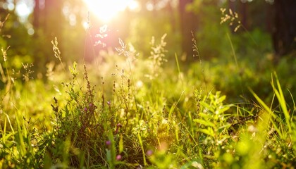 Obraz premium Wild grass in the forest at sunset, shallow depth of field, Abstract summer background, vintage filter