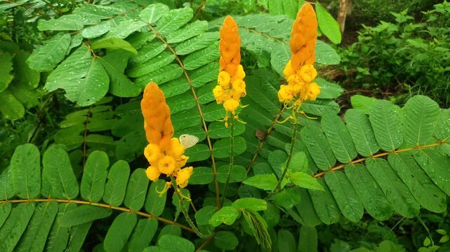 Senna alata, known as candle bush, features striking yellow blooms and broad green leaves, thriving in tropical climates and valued for its powerful herbal properties.