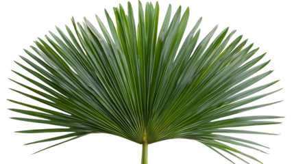 Large green palm leaf with fan shaped fronds spreading outward, isolated transparent background, vibrant and tropical