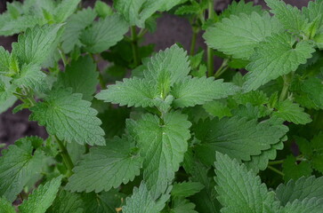 A close-up shot of aromatic lemon balm leaves.