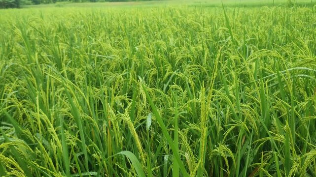 4K video of Rice with the Latin name Oryza sativa which is one of the most important cultivated plants in civilization.
