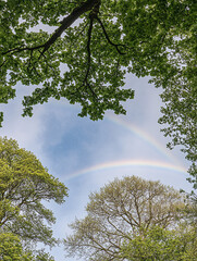 Fototapeta premium Rainbow Through the Canopy: The image captures the breathtaking view of a rainbow arcing across the sky, framed by the verdant canopy of a forest.