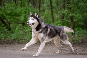 A beautiful dog of the Siberian husky breed runs. Swift dog with blue eyes