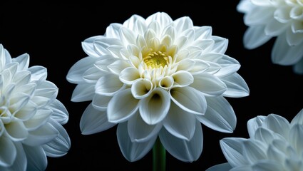 Obraz premium White Dahlia - This picture can serve to create assorted sizes of matted prints and handmade floral cards to elevate your reflections...