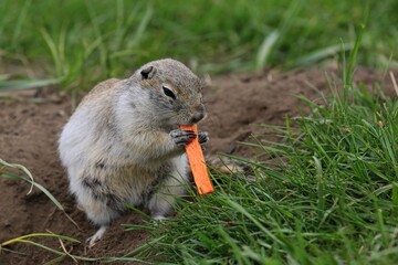 gopher prairie dog eating grass