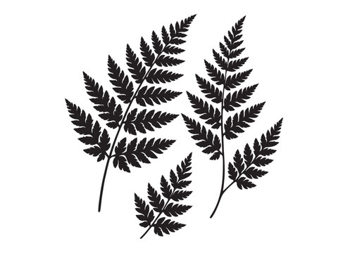 fern leaves logo vector silhouette illustration, fern leaf logo icon silhouette, bracken fern leaf silhouettes vector illustration, black silhouette of a fern leaf on white background.