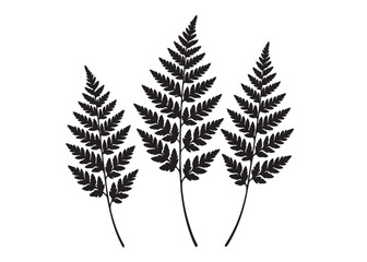 fern leaves logo vector silhouette illustration, fern leaf logo icon silhouette, bracken fern leaf silhouettes vector illustration, black silhouette of a fern leaf on white background. © Adobe design