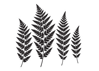 fern leaves logo vector silhouette illustration, fern leaf logo icon silhouette, bracken fern leaf silhouettes vector illustration, black silhouette of a fern leaf on white background. © Adobe design
