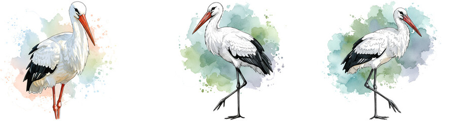 Three storks standing in different poses against a watercolor style splash of color design element on transparent background