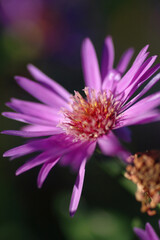 Obraz premium Close-up of a blooming purple aster flower