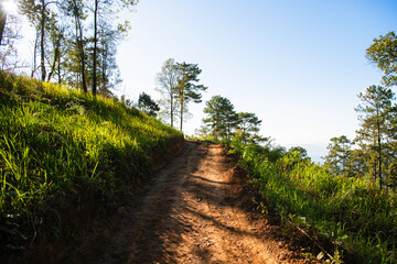 sunlight with path in the forest