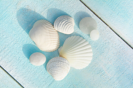 Overhead view of white sea shells