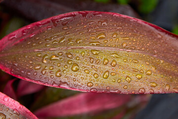Raindrops on colorful tropical leaf