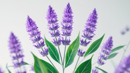 Naklejka premium The Medicinal Properties of Thyme