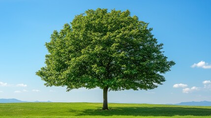 Fototapeta premium Solitary Tree in a Verdant Meadow under a Clear Blue Sky