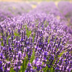Naklejka premium Vibrant lavender field in full bloom, buzzing with bees. Represents tranquility, natures beauty, and summer. Ideal for wellness, aromatherapy, and floral design projects.