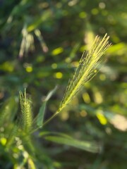 Hordeum murinum plant with spikes of mouse tail, mouse barley. Close-up. Hordeum murinum is a species of flowering plant in the grass family Poaceae, commonly known as wall barley or false barley.
