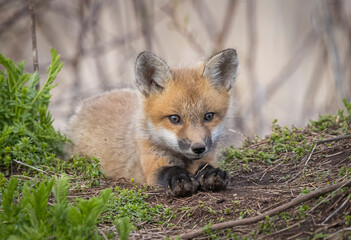 Red fox kits
