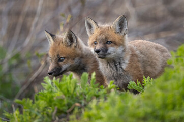 Red fox kits