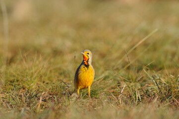 ORANGE THROATED LONGCLAW (aka Cape Longclaw) 