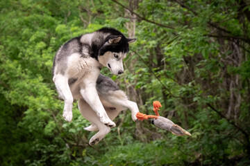 The dog catches the toy right in the air. A Siberian husky hunts a duck. Power Jump