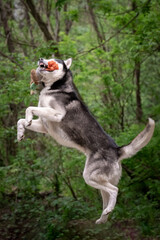 The dog catches the toy right in the air. A Siberian husky hunts a duck. Power Jump