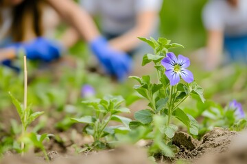 A macro shot of a flower sprouting from cracks in a neglected urban garden with blurred volunteers in gloves working