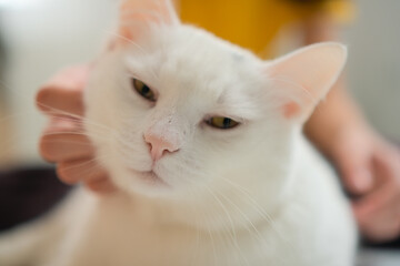 Fluffy white cat enjoying gentle strokes from human hand, purring contentedly. Close-up portrait of feline happiness and human-animal bond.