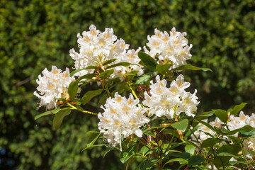 Weisse Rhododendronblüte,  Close-Up, Deutschland