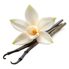 a white vanilla flower with a sticks isolated on white background PNG, GENERATIVE AI