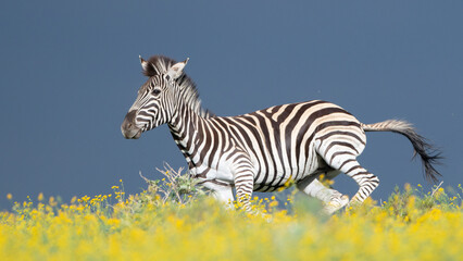 zebra in the field