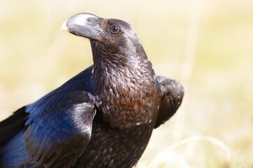 WHITE-NECKED RAVEN (Corvus albicollis)  