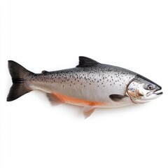 Naklejka premium Large whole silver salmon displays its unique pattern on a plain white background