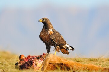 JACKAL BUZZARD  (Buteo rufofuscus) scavenging off a carcass , kwazulu natal, south africa
