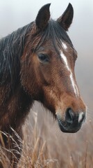 Brown Horse in Misty Field, Rain Water Droplets