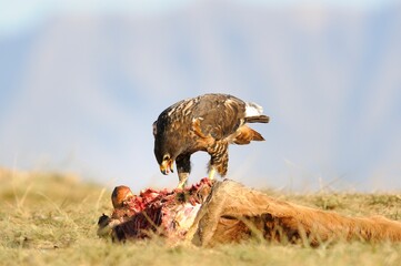 JACKAL BUZZARD  (Buteo rufofuscus) scavenging off a carcass , kwazulu natal, south africa
