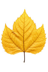 Fototapeta premium Golden yellow autumn leaf with intricate veins isolated on a transparent background