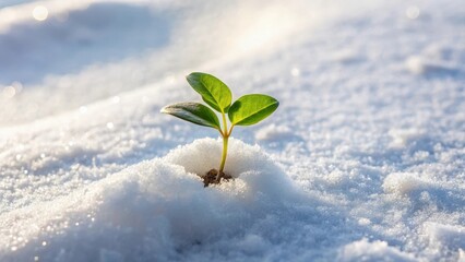 A small sprout emerges from the surface of freshly fallen snow, its tender leaves and stem poking out from the white blanket , winter, earthy tones