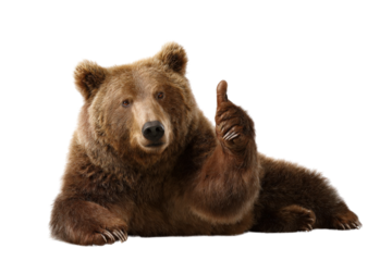 Brown bear lying down giving a thumbs up on a transparent background vector Concept of approval, agreement, and positive feedback