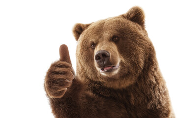 Brown bear giving thumbs up on a transparent background vector Concept of approval, success, and positive feedback © Fernando
