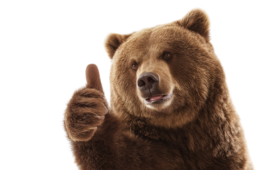 Brown bear giving thumbs up on a transparent background vector Concept of approval, success, and positive feedback