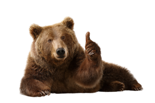 Brown bear lying down giving a thumbs up on a transparent background vector Concept of approval, agreement, and positive feedback