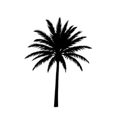 Fototapeta premium palm tree silhouette with transparent background PNG and JPEG image
