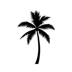 Fototapeta premium palm tree silhouette with transparent background PNG and JPEG image
