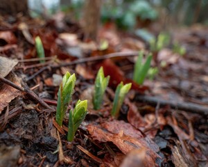Bright Green Sprouts Emerging from Dark Forest Soil
