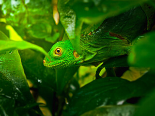 Iguana resting on branches