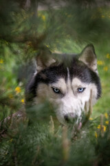 A beautiful blue-eyed dog among the pines. Siberian Husky, portrait